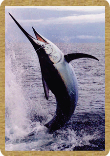 Pesca Marlin